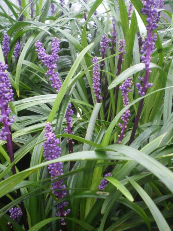 Liriope muscari 'Royal Purple' Liriope muscari 'Royal Purple'