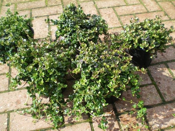 Lonicera crassifolia 'Little Honey' Lonicera crassifolia 'Little Honey'