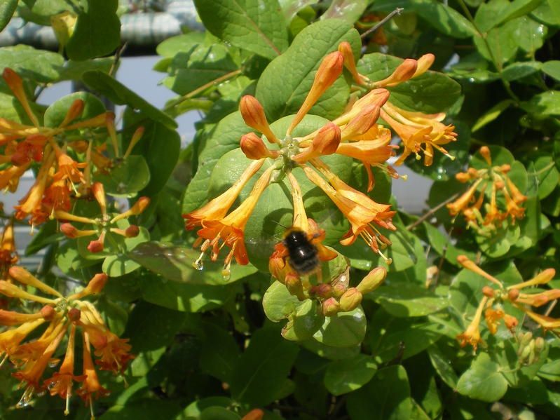 Lonicera 'Golden Trumpet' Lonicera 'Golden Trumpet'