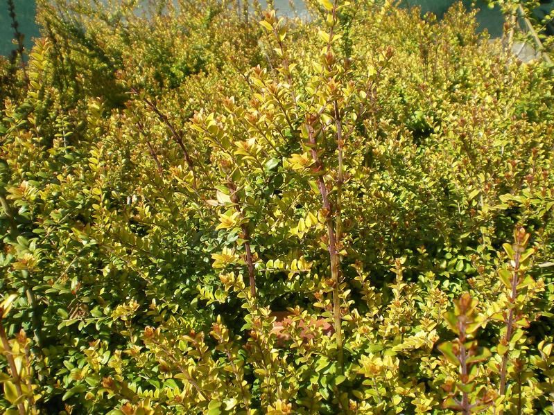 Lonicera nitida 'Baggesen's Gold' Lonicera nitida 'Baggesen's Gold'