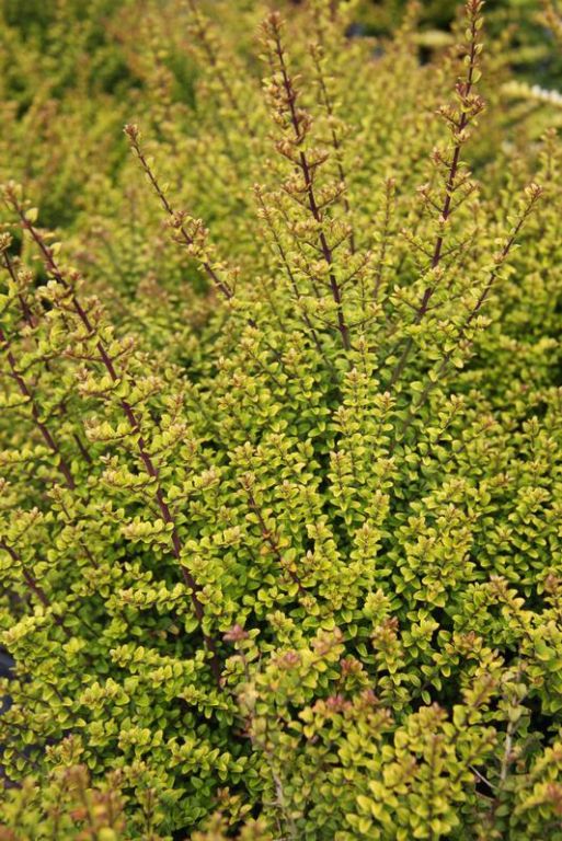 Lonicera nitida 'Twiggy' Lonicera nitida 'Twiggy'