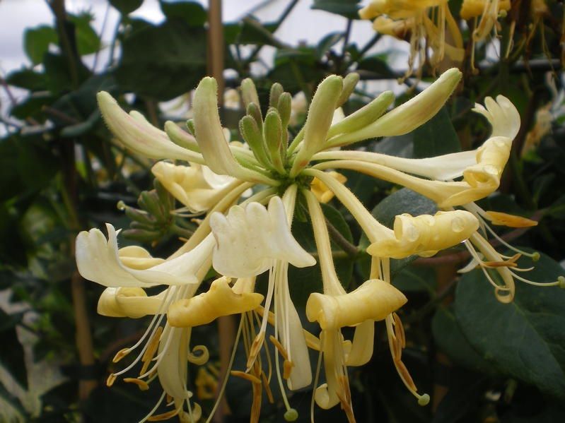 Lonicera periclymenum 'Graham Thomas' Lonicera periclymenum 'Graham Thomas'