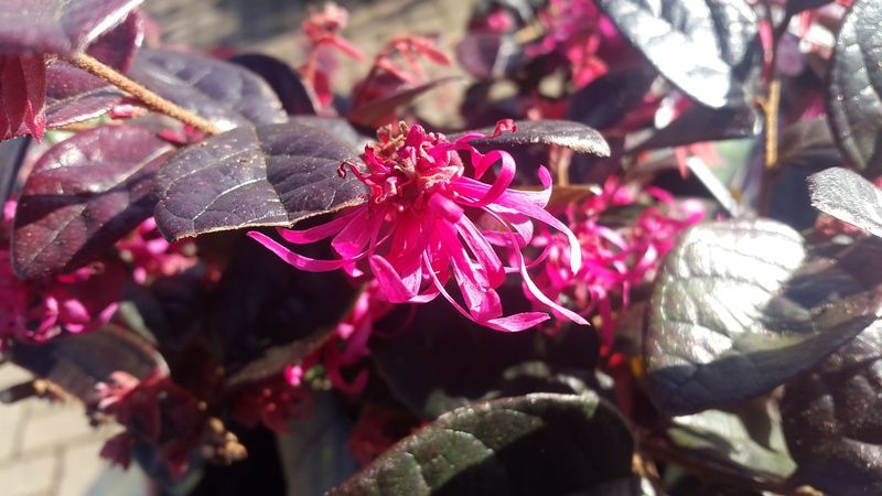 Loropetalum chinense var. rubrum 'Fire Dance' Loropetalum chinense var. rubrum 'Fire Dance'
