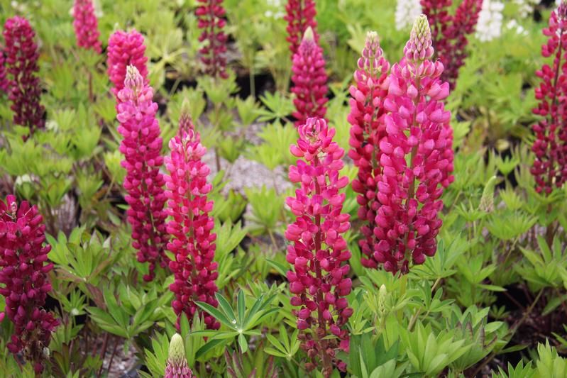 Lupinus 'Gallery Red' (Gallery Series) Lupinus 'Gallery Red' (Gallery Series)
