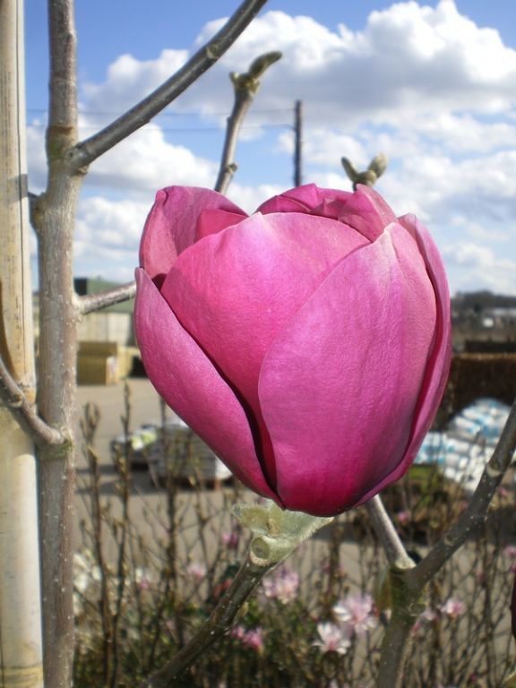 Magnolia 'Black Tulip' Magnolia 'Black Tulip'