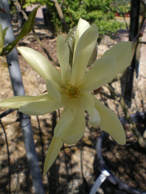 Magnolia ‘Gold Star’ Magnolia ‘Gold Star’