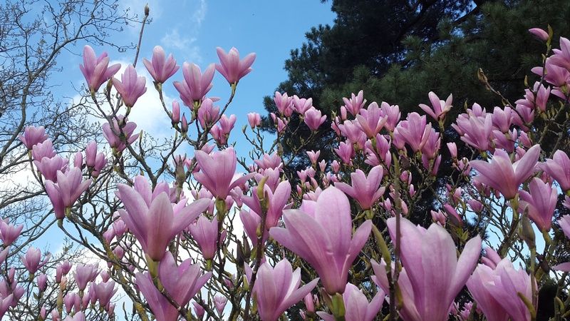 Magnolia 'Heaven Scent' Magnolia 'Heaven Scent'