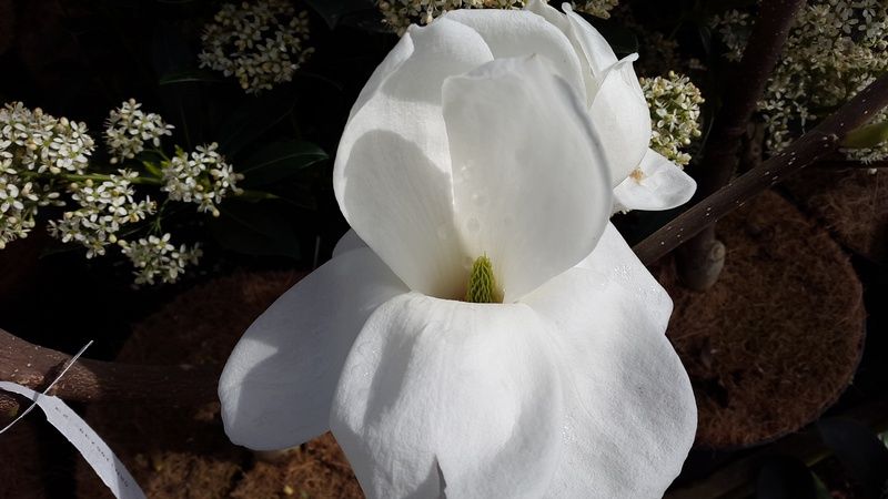 Magnolia 'Jade Lamp' Magnolia 'Jade Lamp'