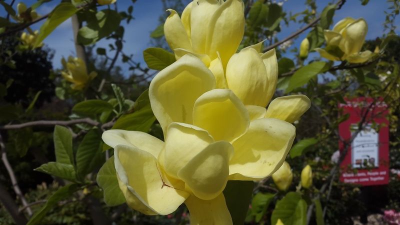 Magnolia 'Lois' Magnolia 'Lois'