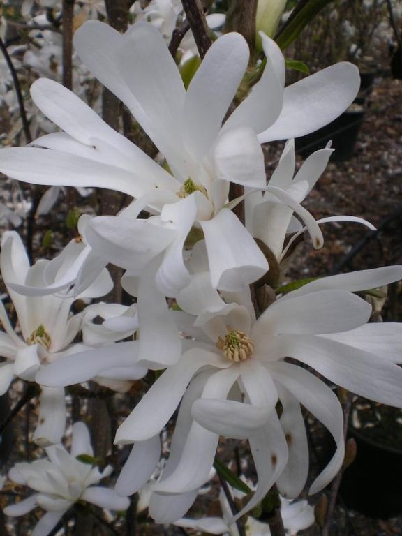 Magnolia stellata Magnolia stellata