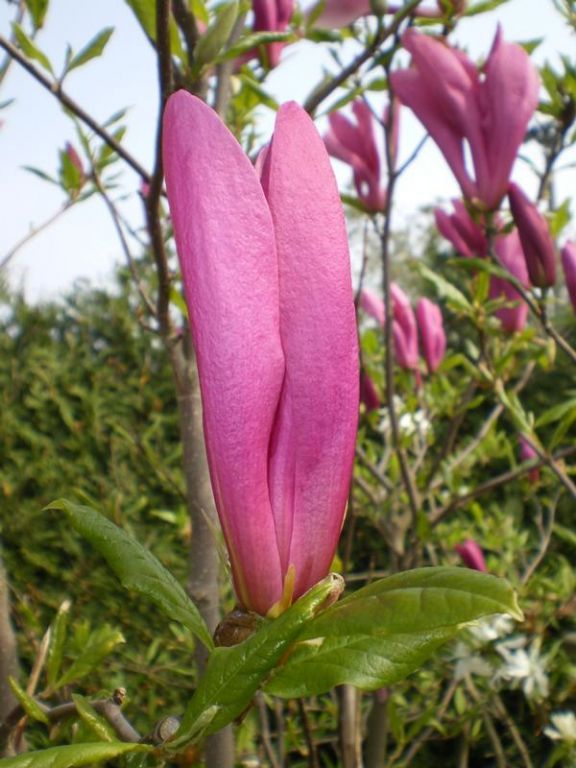 Magnolia 'Susan' Magnolia 'Susan'