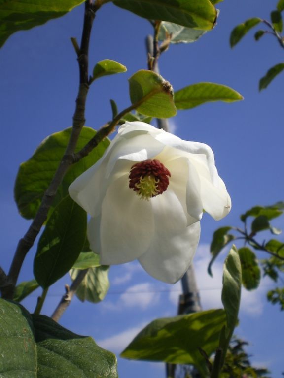 Magnolia wilsonii Magnolia wilsonii