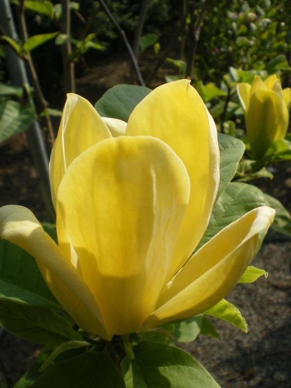 Magnolia x brooklynensis 'Yellow Bird' Magnolia x brooklynensis 'Yellow Bird'