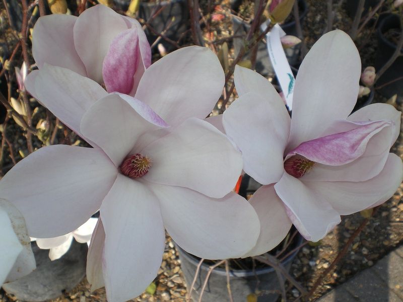 Magnolia x soulangeana Magnolia x soulangeana