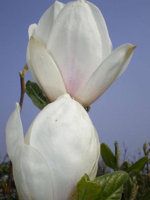 Magnolia x soulangeana 'Alba Superba' Magnolia x soulangeana 'Alba Superba'