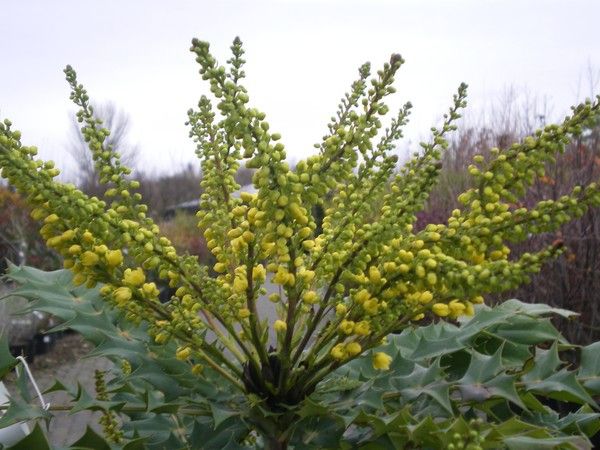 Mahonia x media 'Winter Sun' Mahonia x media 'Winter Sun'