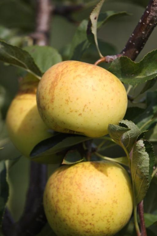 Malus domestica 'Greensleeves' Malus domestica 'Greensleeves'