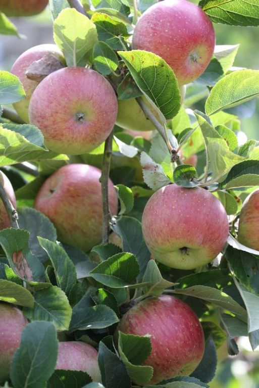 Malus domestica 'Lord Lambourne' Malus domestica 'Lord Lambourne'