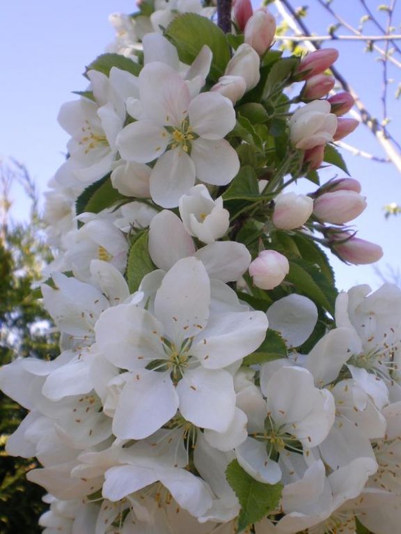 Malus 'Hyde Hall Spire' Malus 'Hyde Hall Spire'