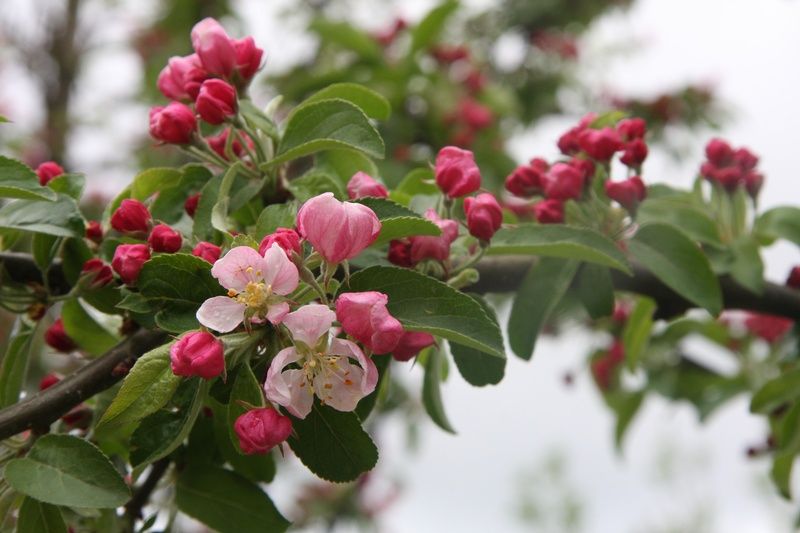 Malus x zumi 'Golden Hornet' Malus x zumi 'Golden Hornet'