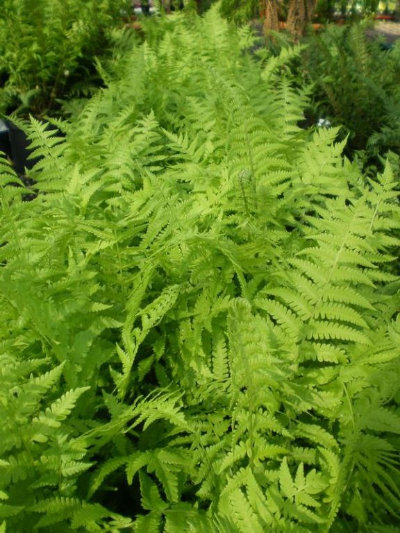 Matteuccia struthiopteris Matteuccia struthiopteris