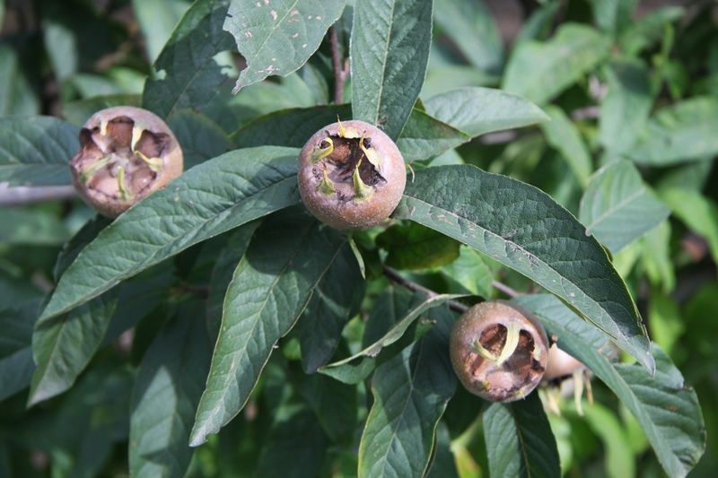 Mespilus germanica Mespilus germanica