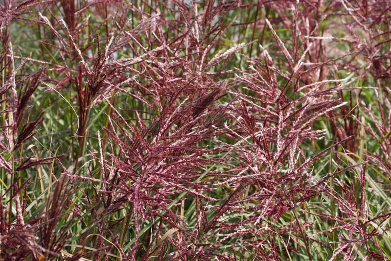 Miscanthus sinensis 'Ferner Osten' Miscanthus sinensis 'Ferner Osten'