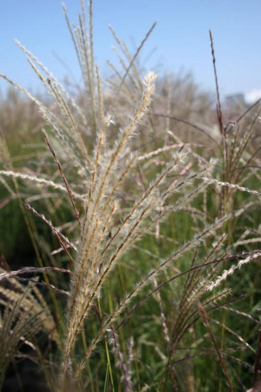 Miscanthus sinensis 'Graziella' Miscanthus sinensis 'Graziella'
