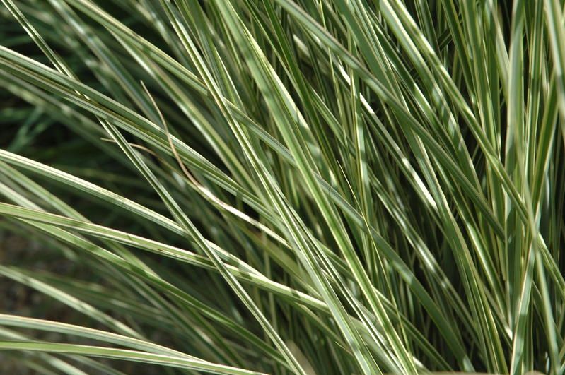 Miscanthus sinensis 'Morning Light' Miscanthus sinensis 'Morning Light'