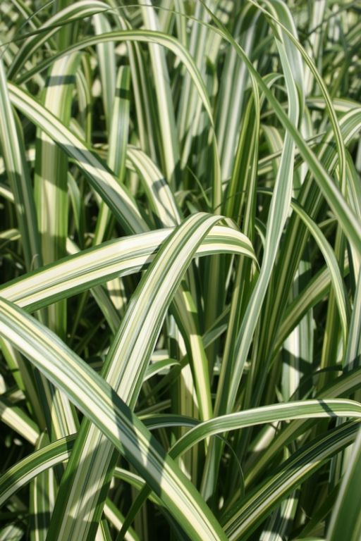 Miscanthus sinensis var. condensatus 'Cabaret' Miscanthus sinensis var. condensatus 'Cabaret'
