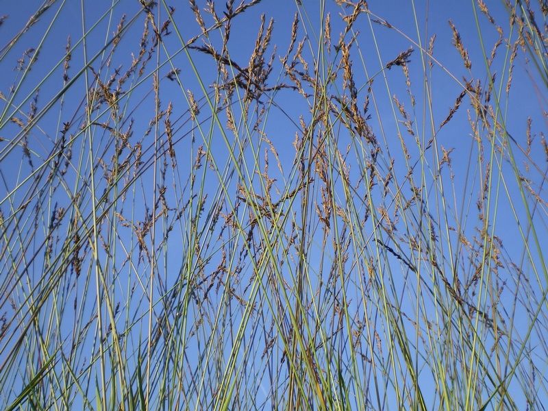 Molinia caerulea 'Edith Dudszus - Factsheets - Provender Nurseries ...