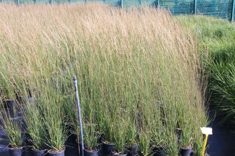 Molinia caerulea subsp. caerulea 'Heidebraut' Molinia caerulea subsp. caerulea 'Heidebraut'