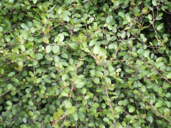 Muehlenbeckia complexa Muehlenbeckia complexa