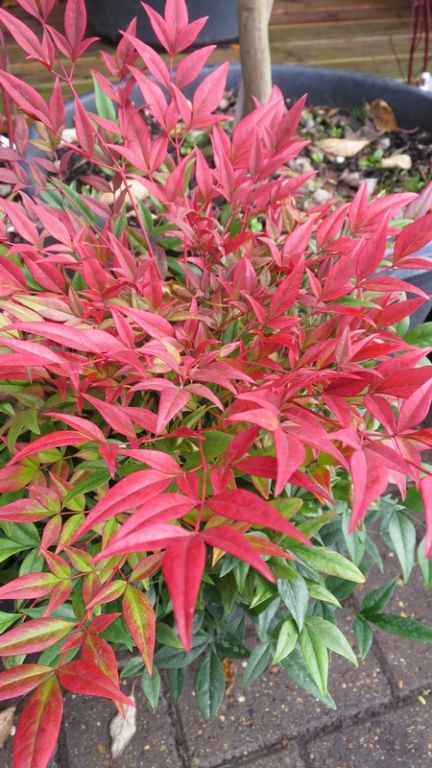 Nandina domestica 'Obsessed' Nandina domestica 'Obsessed'