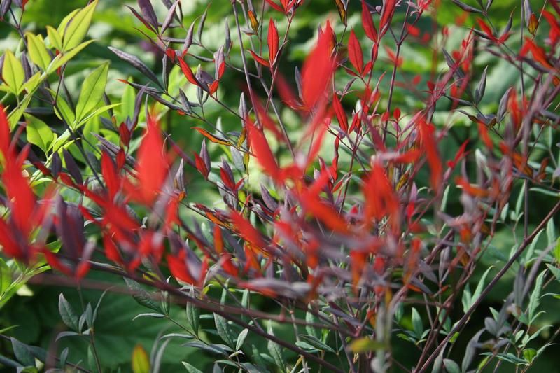Nandina domestica 'Plum Passion' Nandina domestica 'Plum Passion'