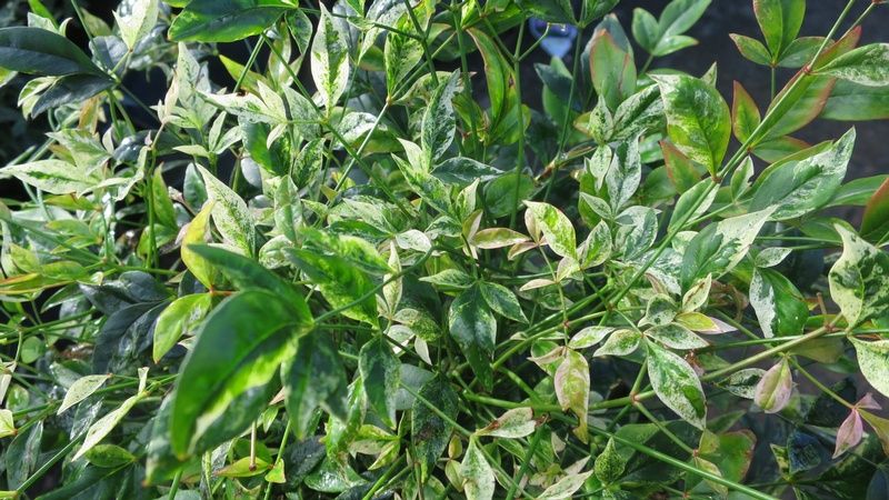 Nandina domestica 'Twilight' Nandina domestica 'Twilight'