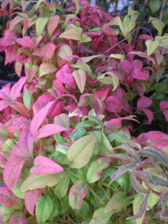 Nandina domestica 'Wood's Dwarf' Nandina domestica 'Wood's Dwarf'