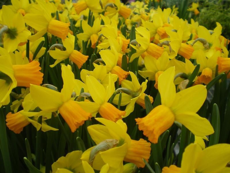 Narcissus 'Jetfire' Narcissus 'Jetfire'