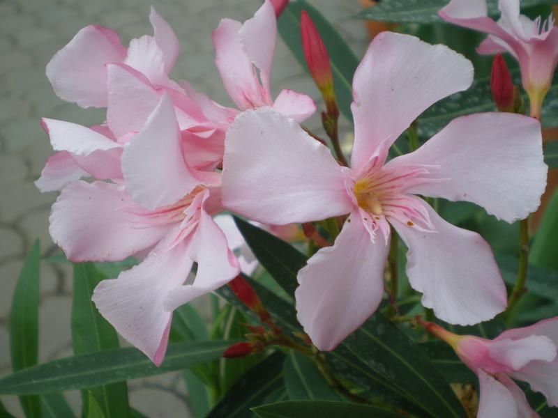 Nerium oleander Nerium oleander