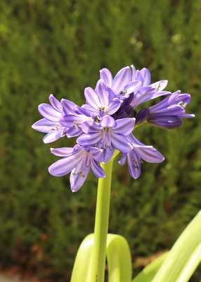 NEW 5L Agapanthus