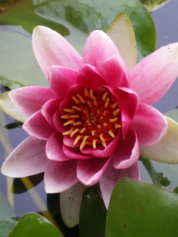 Nymphaea Nymphaea
