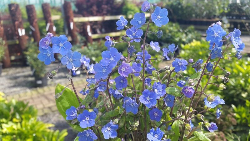 Omphalodes cappadocica 'Cherry Ingram' Omphalodes cappadocica 'Cherry Ingram'