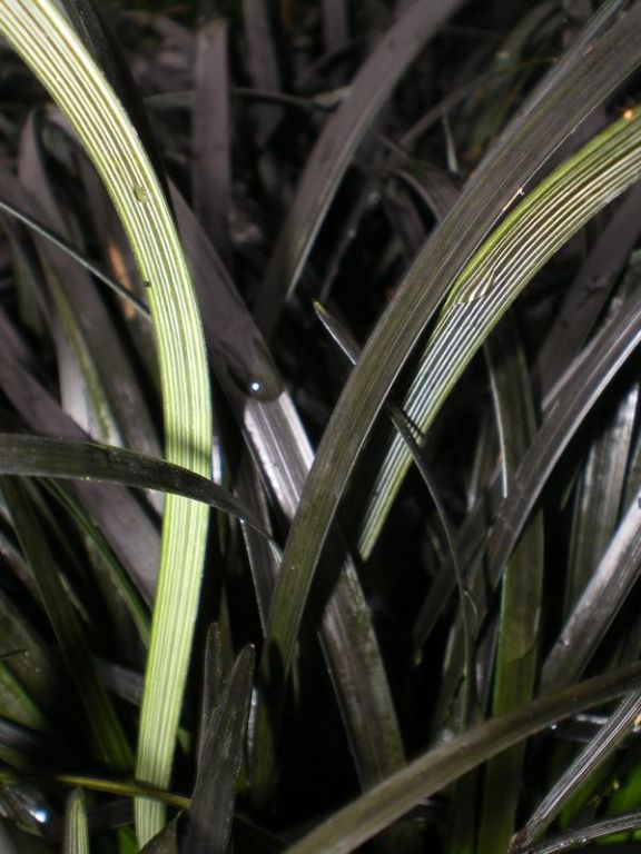 Ophiopogon planiscapus 'Nigrescens' Ophiopogon planiscapus 'Nigrescens'