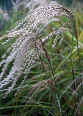 Ornamental Grasses