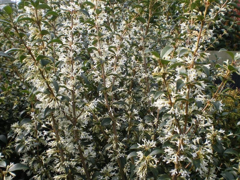 Osmanthus x burkwoodii Osmanthus x burkwoodii