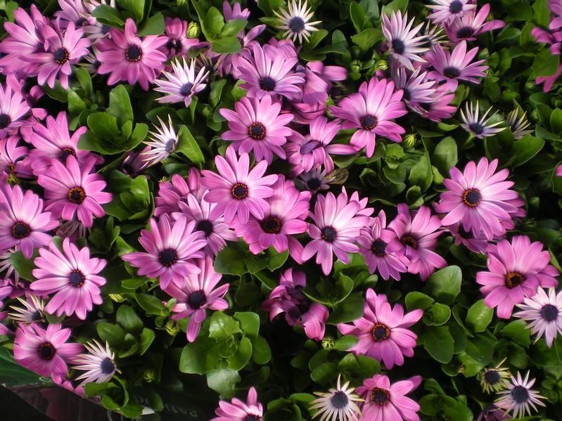 Osteospermum - bedding Osteospermum - bedding