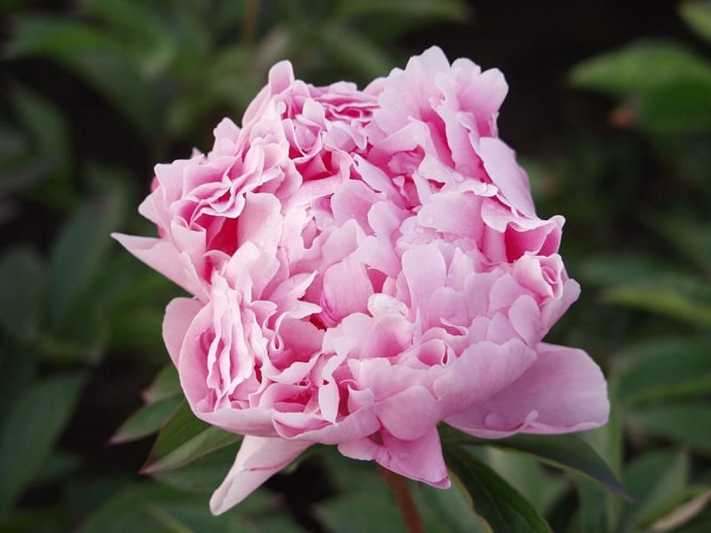 Paeonia lactiflora 'Sarah Bernhardt' Paeonia lactiflora 'Sarah Bernhardt'