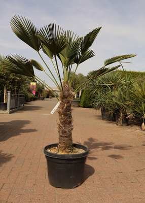 Palms