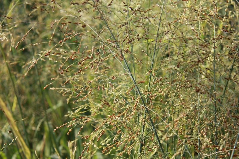 Panicum virgatum 'Rehbraun' Panicum virgatum 'Rehbraun'