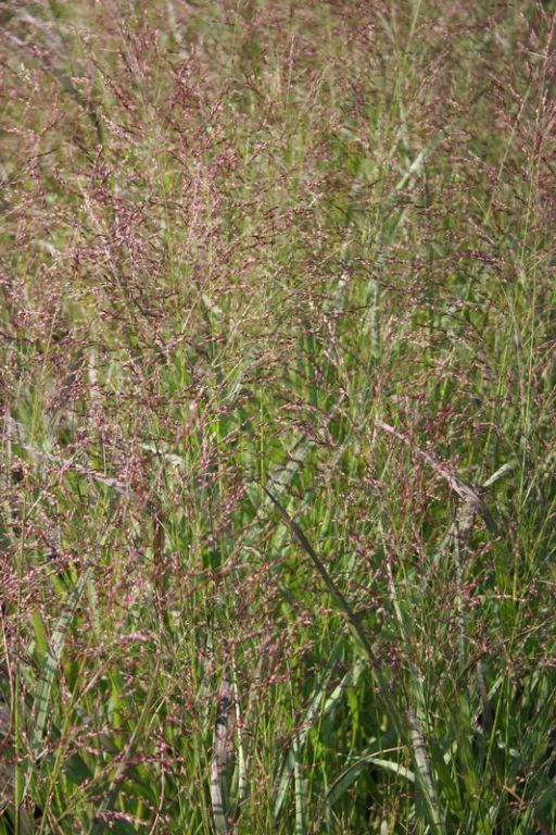 Panicum virgatum 'Squaw' Panicum virgatum 'Squaw'